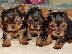 PoulaTo: yorkshire Mini puppies 80€